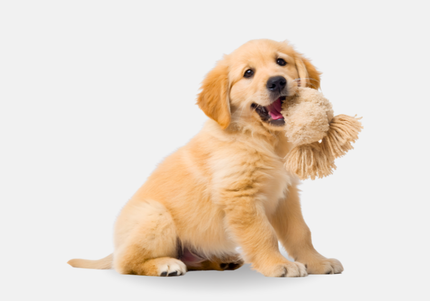 Collection image for: Zona Mascotas