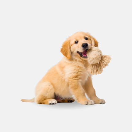 Collection image for: Zona Mascotas