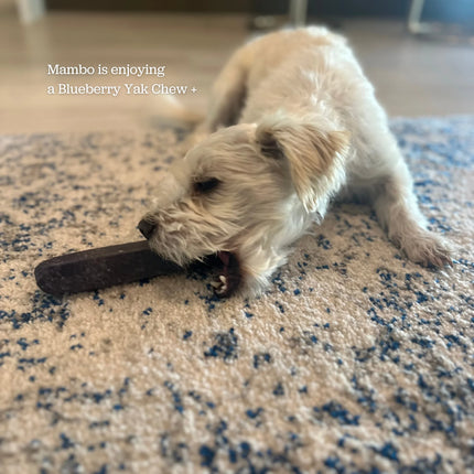 Golosinas dentales de yak para perros | Larga duración con arándano rojo y azul